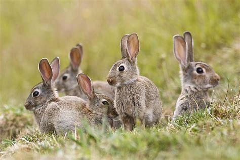 Where Do Rabbits Live? - WorldAtlas