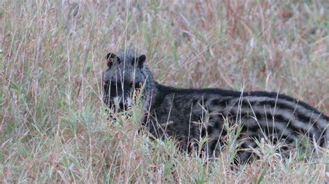 An African Civet sipping water on the road after an afternoon downpour ...