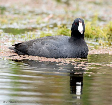 American Coot – Imagine Our Florida, Inc