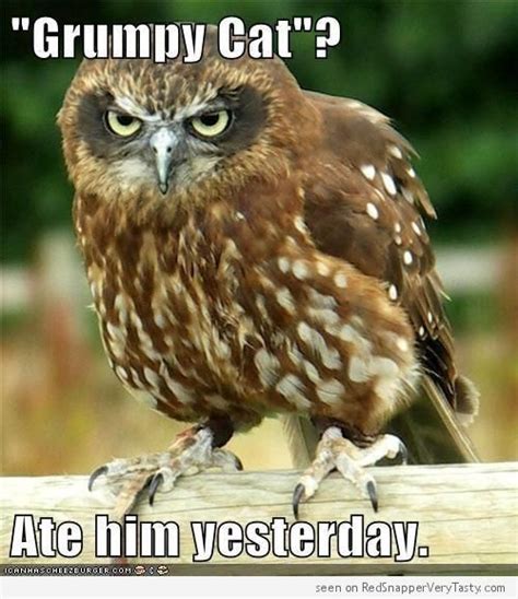 Owl Ate Grumpy Cat Yesterday Meme | Funny owl pictures, Funny owls ...