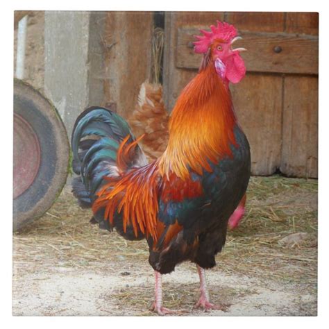 Rhode Island Red Rooster Crowing in Barnyard Tile | Zazzle.com | Rhode ...