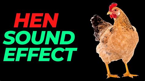 Hen sound effect no copyright | Hen noises |Hen sounds | HQ Hen sound effect - YouTube