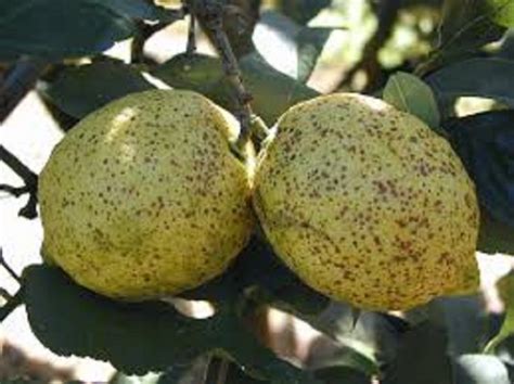 How to Identify Lemon Tree Pests