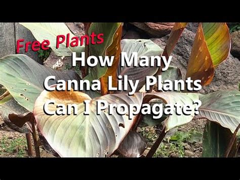 Canna Lily Propagation | How to Divide Rhizomes to Grow More Canna Lilies for Your Tropical ...