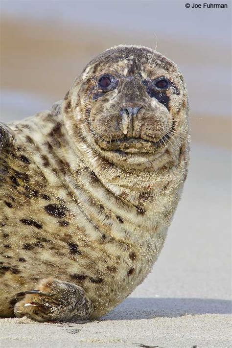 Harbor Seal – Joe Fuhrman Photography