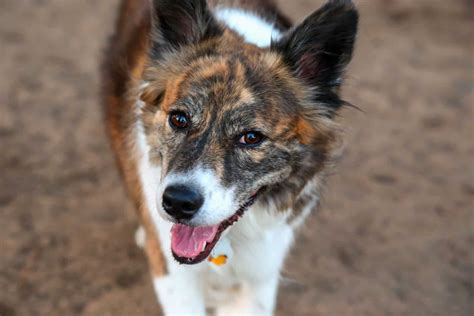 Australian Shepherd Corgi Mix - The Ultimate Herding Dog