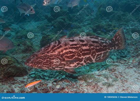 Big Grouper Fish Royalty Free Stock Image - Image: 18045656