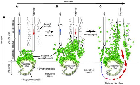 JCI - Trophoblast differentiation during embryo implantation and formation of the maternal-fetal ...