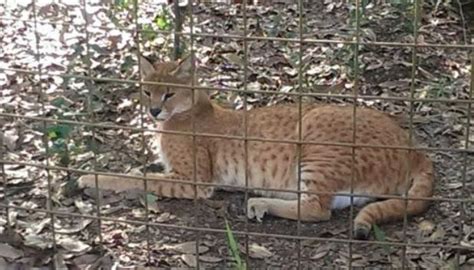 Caraval (Caracal-Serval Hybrid) | Big cat rescue, Rare cats, Cat rescue