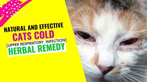 How To TREAT Cats Cold with Natural and Effective HERBAL Remedies – HousePetsCare.com