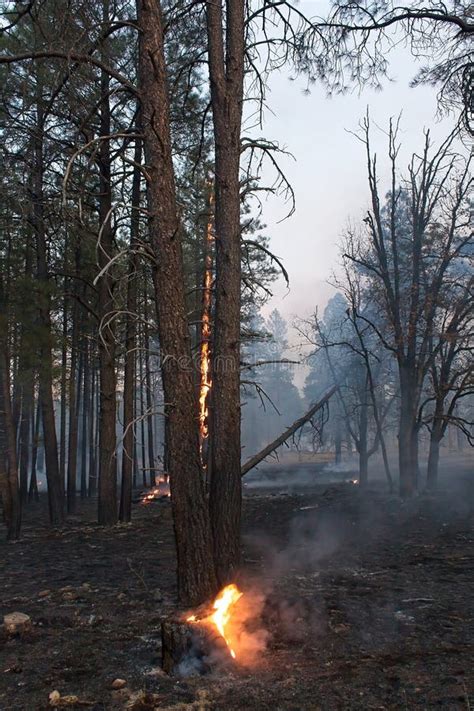 Smoke and Flames in a Forest Fire. Stock Image - Image of forest, colburn: 261161057