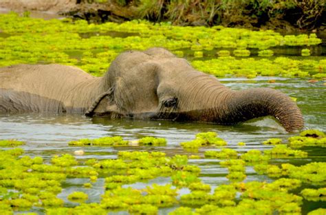 Kaeng Krachan National Park - PHOEBE STORM