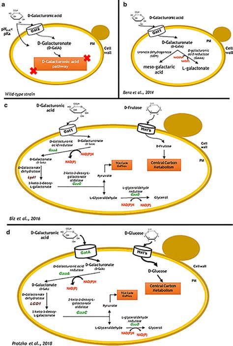 Schematic representation of S. cerevisiae strains (wild type and ...