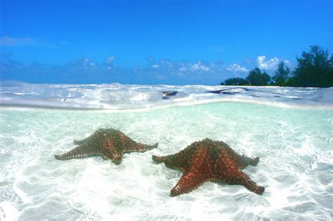 Grand Cayman: 3-Stop Stingray City Tour with Snorkeling | GetYourGuide