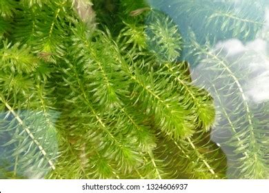 588 imágenes de Hydrilla - Imágenes, fotos y vectores de stock | Shutterstock