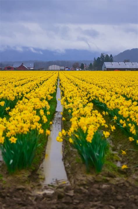 Blossom Daffodil Field in Farmland Background in Skagit Valley, Washington, America Stock Image ...