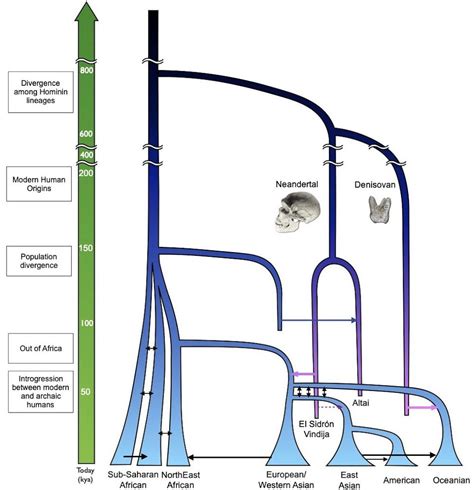 Our 'Homo sapiens' ancestors shared the world with Neanderthals ...