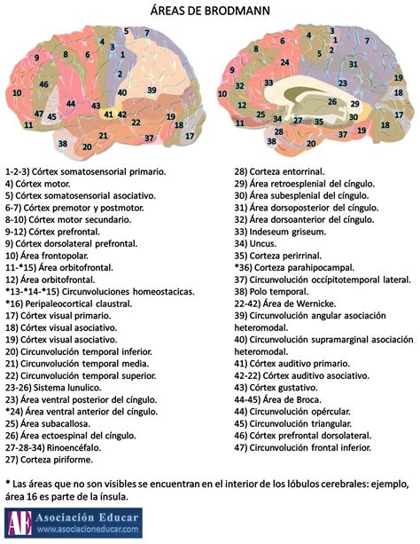 AREAS DE BRODMANN Y SUS FUNCIONES PDF