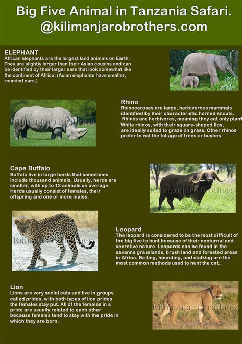 Big Five Animals In Africa