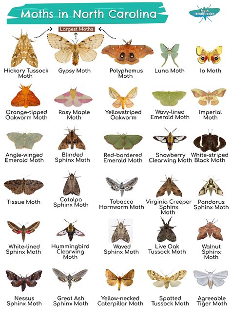 Types of Moths in North Carolina