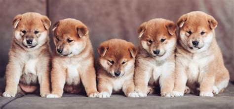 How Much Do Shiba Inu Puppies Cost? - My First Shiba Inu