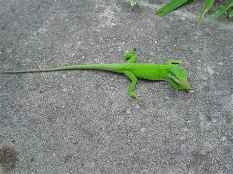 The Online Zoo - Green Anole