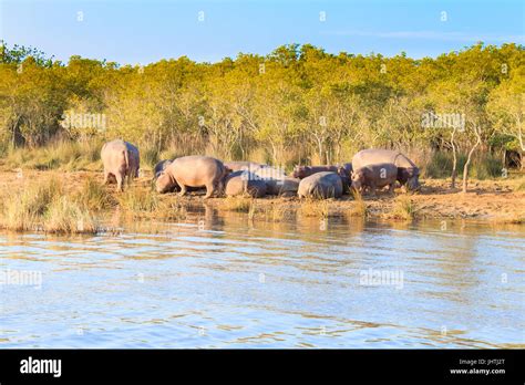 Herd of hippos sleeping along river from Isimangaliso Wetland Park ...