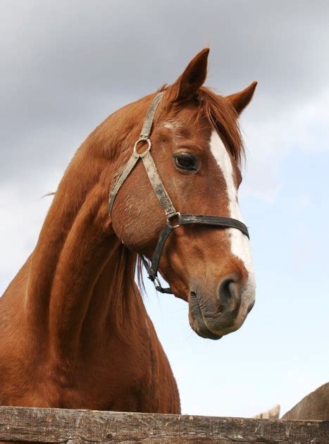 Thoroughbred Horse Breed Information, History, Videos, Pictures