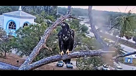 3/30/23 SWFL Eagle Nest: Owl Strikes E21 - FLUDGE - FLEDGE - REUNION ...