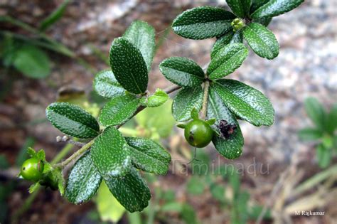 Ehretia microphylla - Carmona - Flowers of Tamilnadu