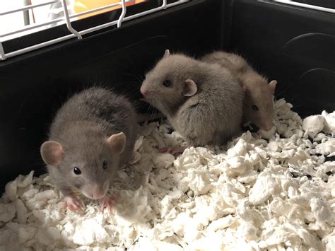 new babies!! #aww #cute #rat #cuterats #ratsofpinterest #cuddle #fluffy ...