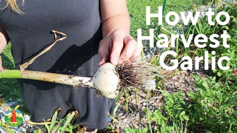 How to Harvest Garlic - YouTube