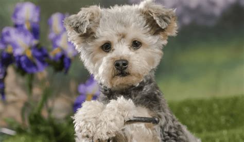 Yorkipoo Dogs - The In-Depth Dog Breed Guide