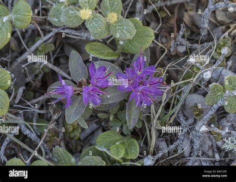 Rhododendron lapponicum, Lapland rosebay, Lapland rhododendron, Lapland azalea Stock Photo - Alamy