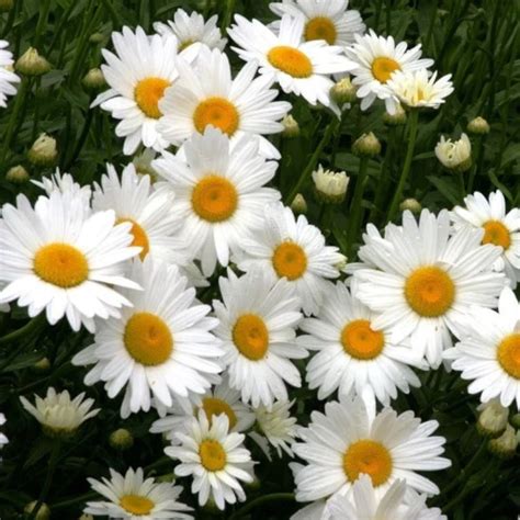 Madonna Shasta Daisy | America's Gardens Nursery