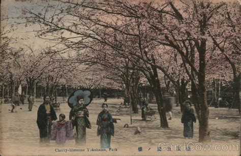 Cherry Blossoms Yokohama Park Japan Postcard