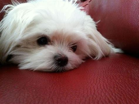 Sleepy Maltese - My Doggy Rocks