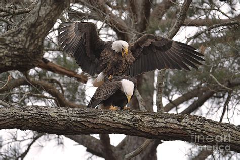 Bald Eagles Mating In Shiloh Tennessee Photograph by Jai Johnson