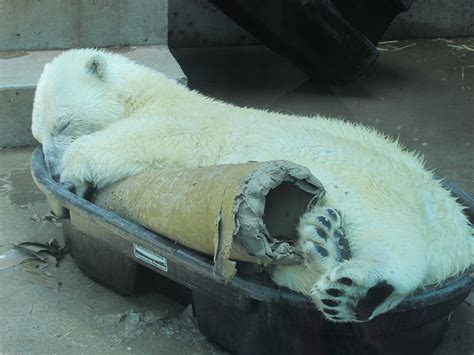 Polar Bear sleeping. Polar Bear, Art Photography, Animals, Fine Art Photography, Animales ...