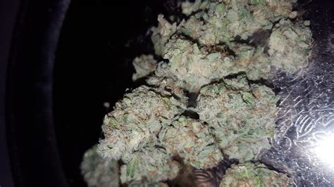 Berry White Marijuana Strain | buy marijuana online | buy weed online