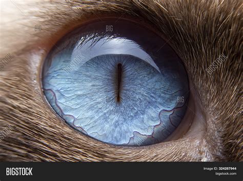 Close- Cat's Eyes Blue Image & Photo (Free Trial) | Bigstock