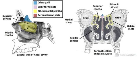 Ethmoid Bone - Location - Structure - Relationships - TeachMeAnatomy