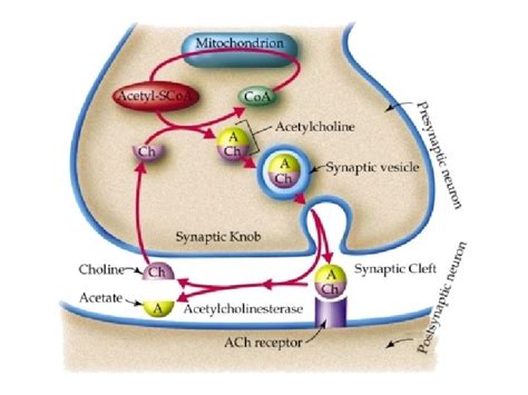 Introduction to Neuropharmacology Neuropharmacology Study of drugs that