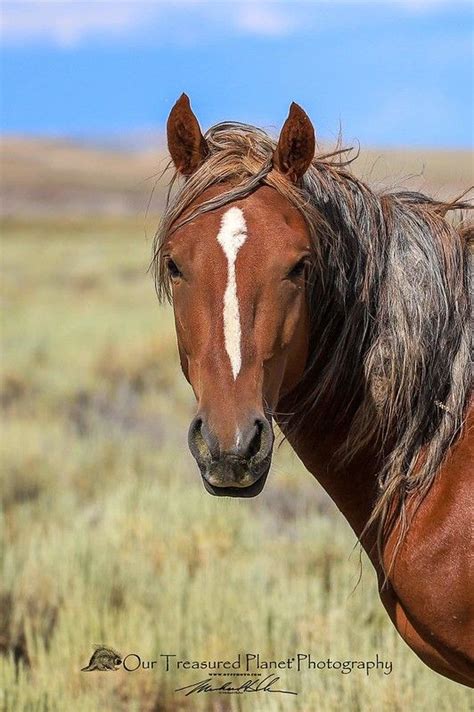 Wild Horses of Colorado | Michael Huber | Flickr Breeders Cup, Treasure Planet, Horse Jewelry ...