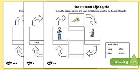 Human Life Cycle Worksheet / Worksheet, worksheet