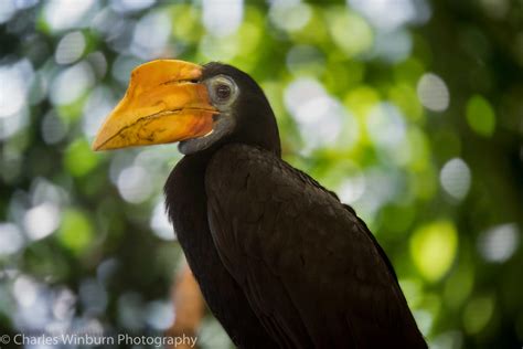 Wrinkled Hornbill Female by CharlesWb on DeviantArt