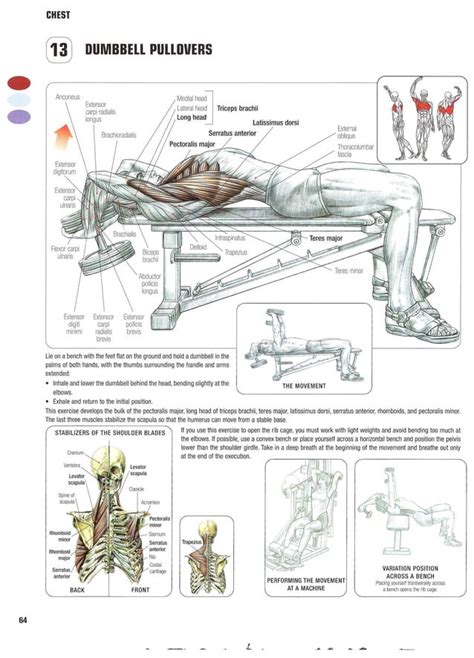 Strength Training Anatomy 2nd Edition