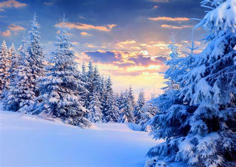 nature, Landscape, Snow, Winter, Forest, Trees, Sunset, Pine Trees Wallpapers HD / Desktop and ...