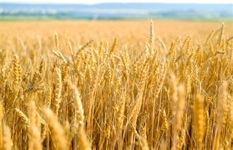 Rye field at sunset, ripe rye, rye harvest on the field Stock Photo by Lu_Igor