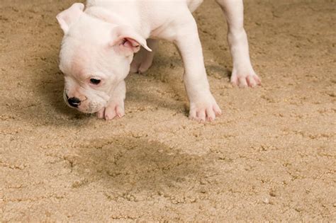 Cleaning Pet Stains From Carpet